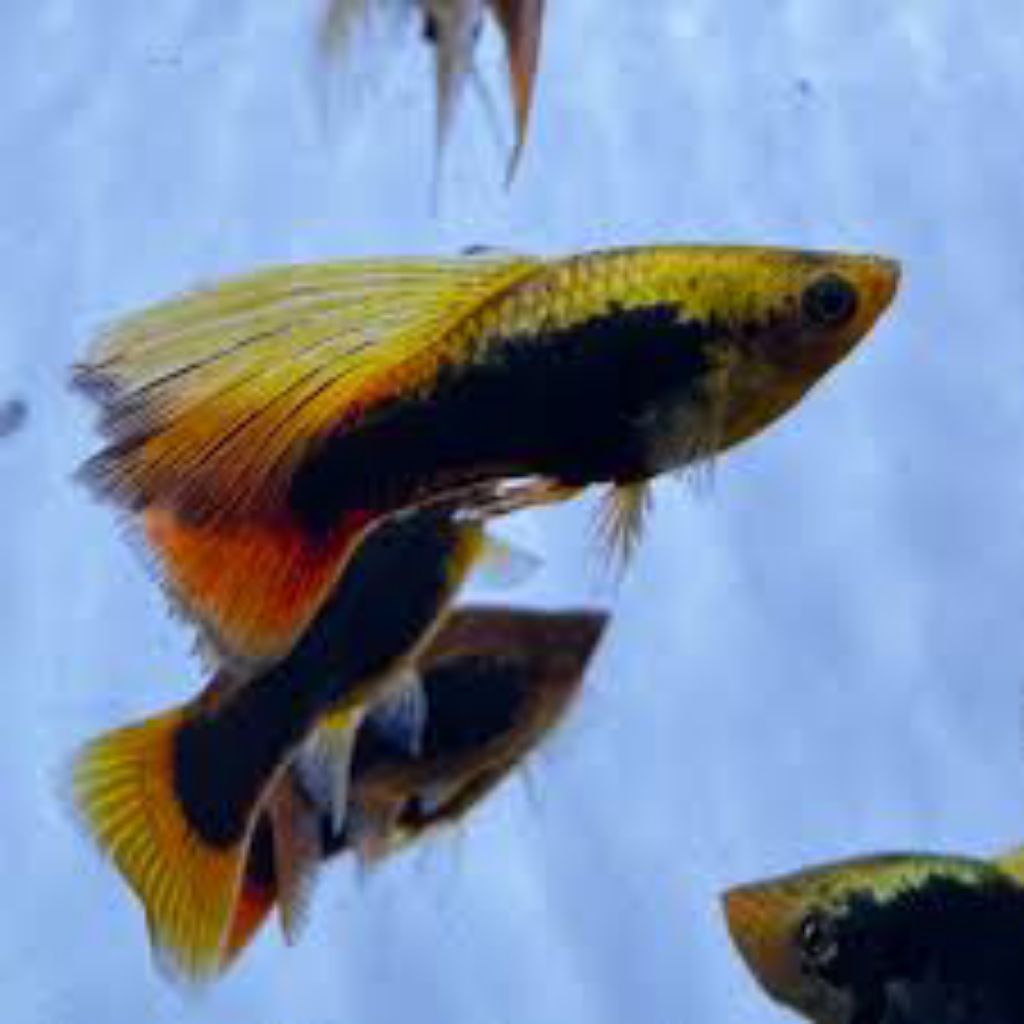hiasan platy hawai hifin 10 pcs