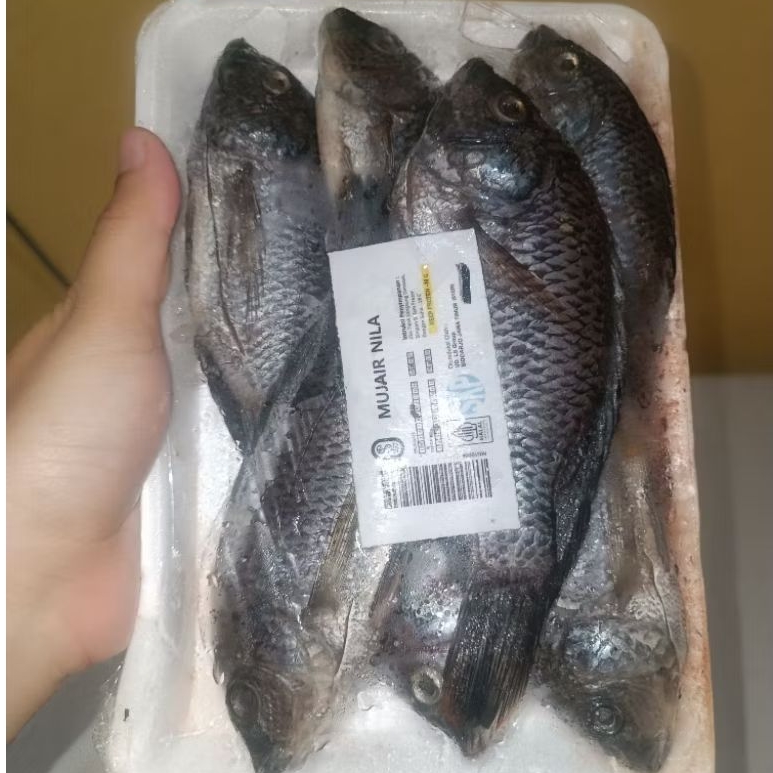 

IKAN MUJAIR NILA FROZEN / IKAN SEGAR MUJAER NILA SUDAH BETET BERSIH 500GR