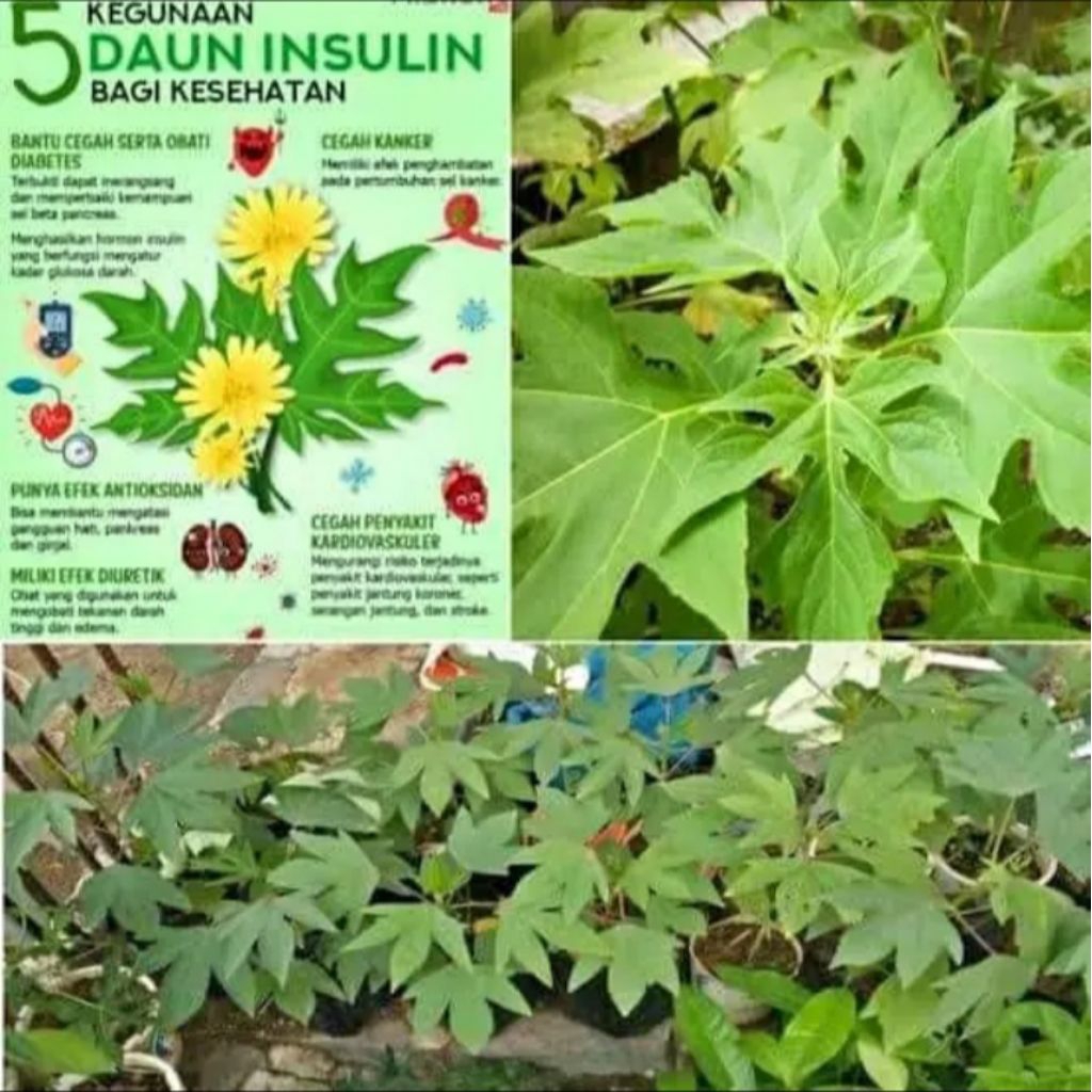

Daun insulin atau kipahit segar dan fress kemasan 500grm