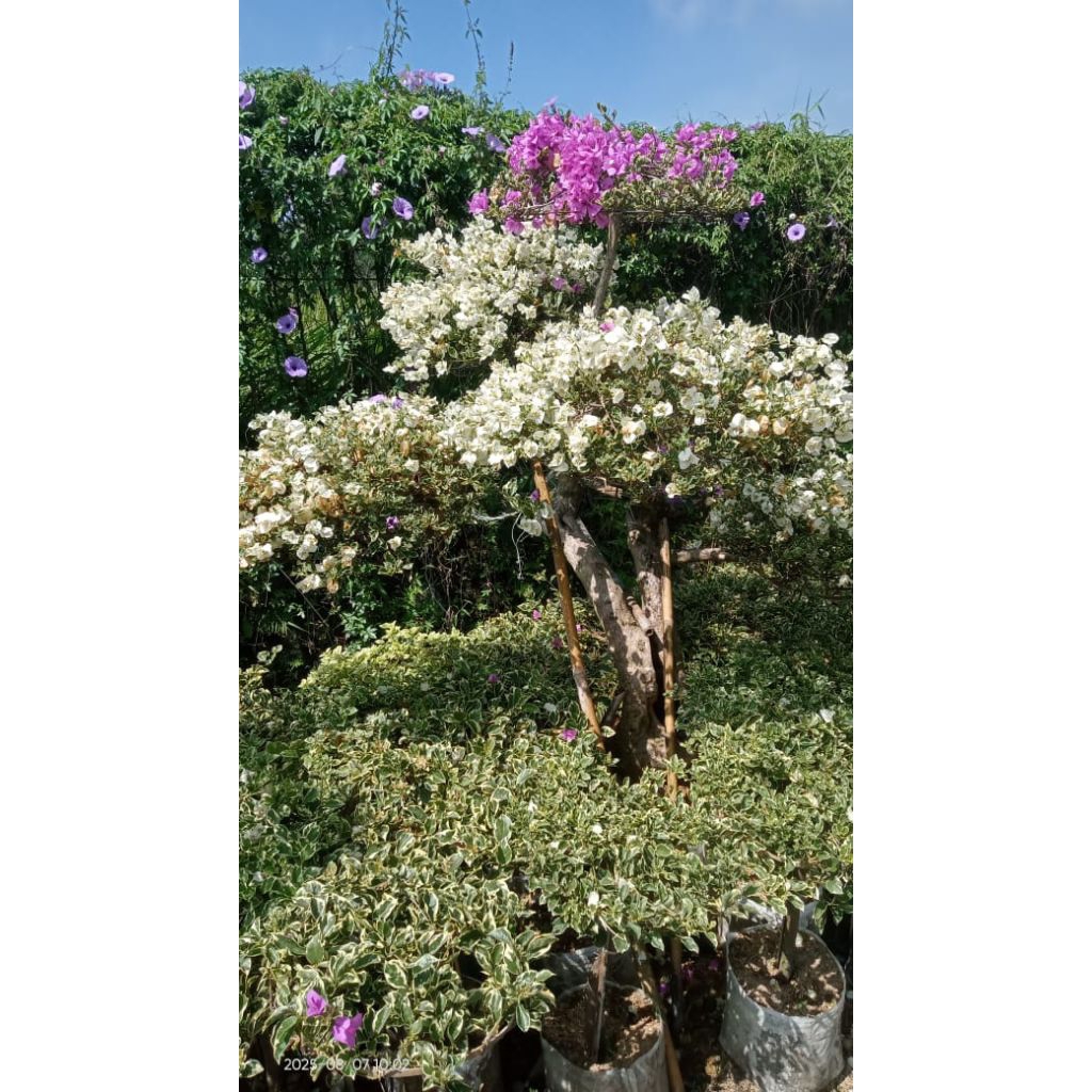 pohon bogenvil besar