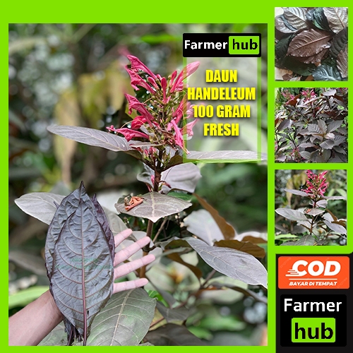 

Promo Daun Ungu Handeuleum (Graptophyllum pictum)100 gram segar herbal alami FARME HUB