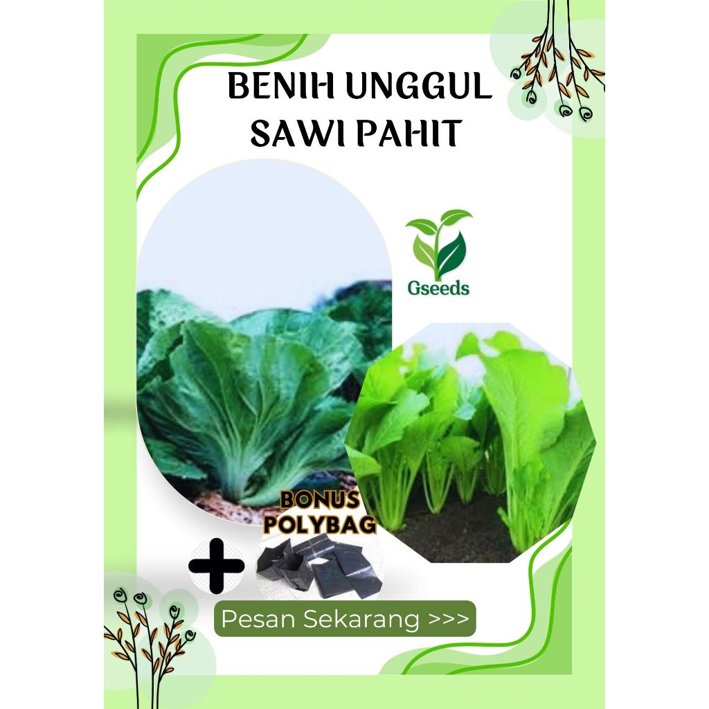 ±70 Benih Unggul Sawi Pahit Unggul Sawi Marokot Sawi Morakot Cepat Tumbuh dan Tahan Hama