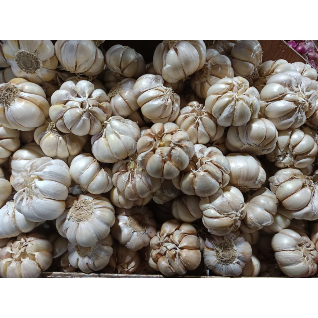 

Bawang Putih Bersih Besar Kering honan