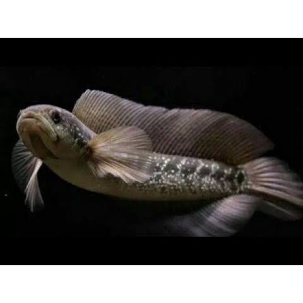 Stiker Asiatica white spot