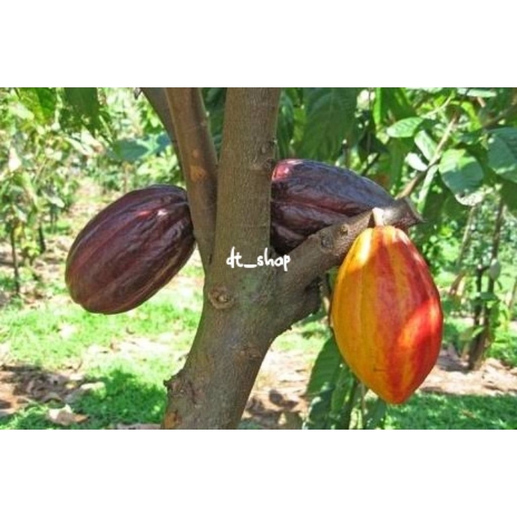 

Buah coklat/ kakao