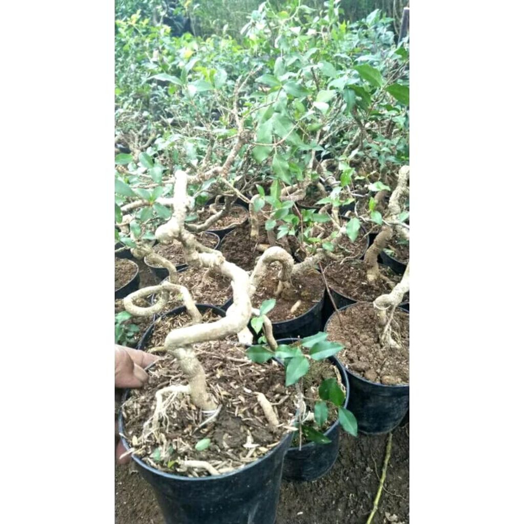 sakura mikro unik.bahan bonsai sakura mikro