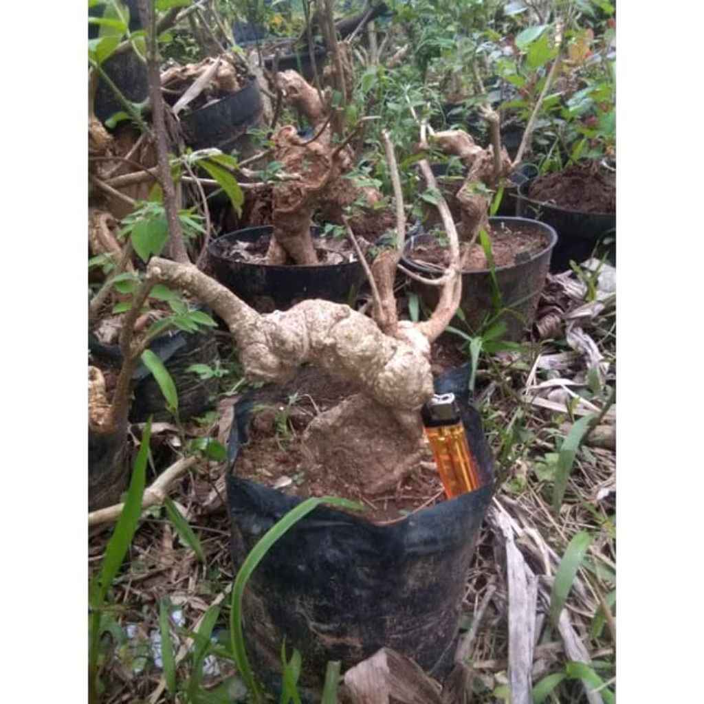 bonsai mentaos bonsai bintaos unik