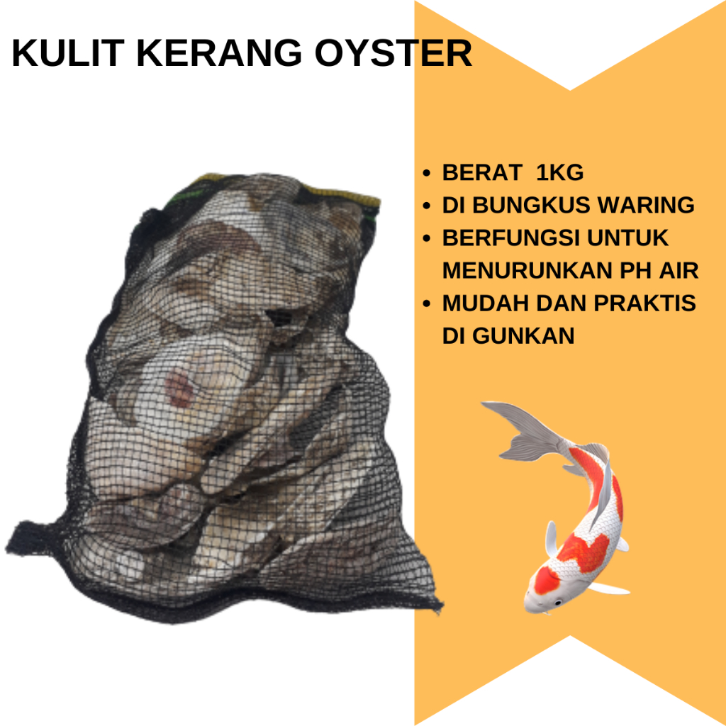 Kulit Kerang Oyster Filter Kolam Koi Stabil PH || Media Filter Oyster Shell Untuk Kolam Ikan Koi