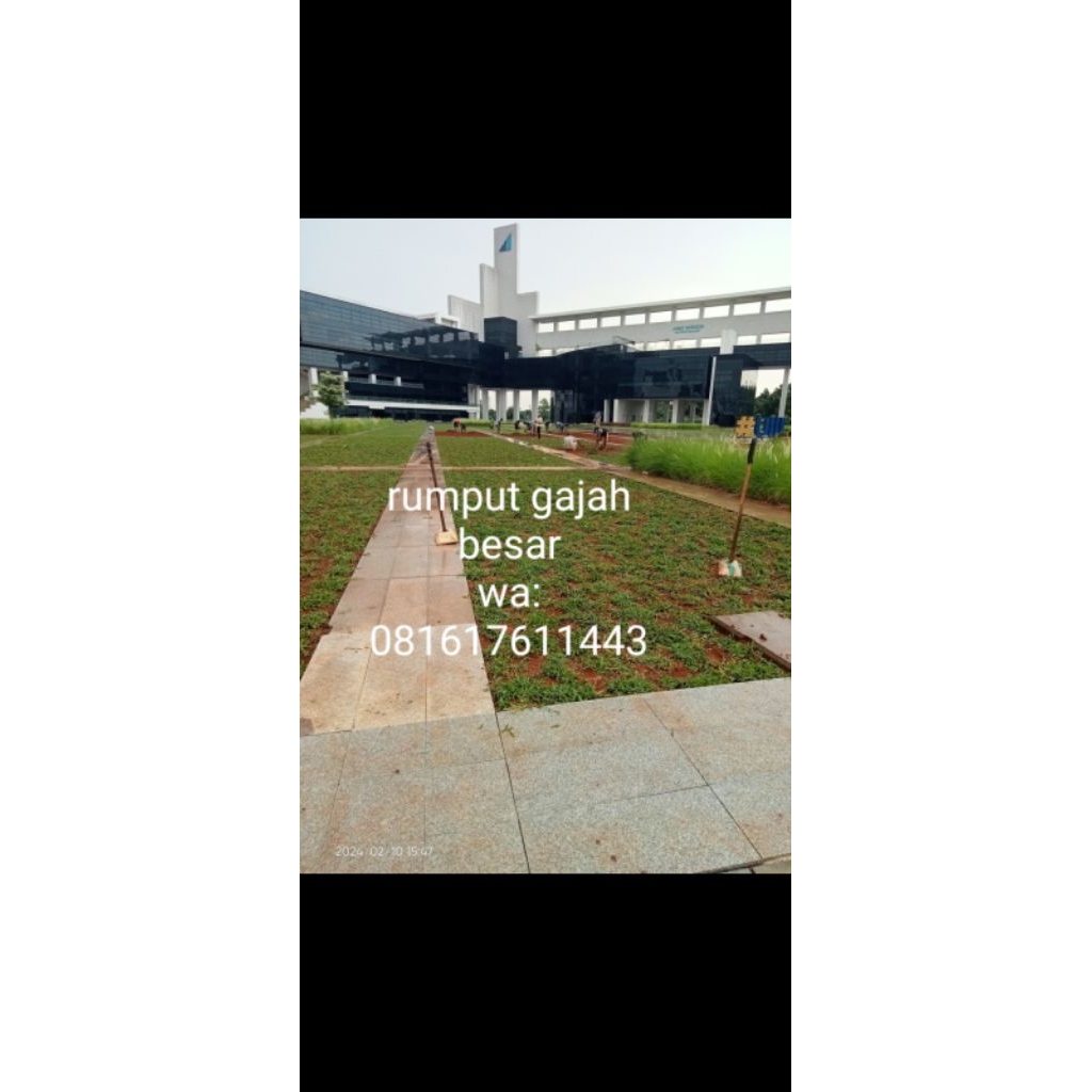 Rumput Gajah Besar. Gajah paitan