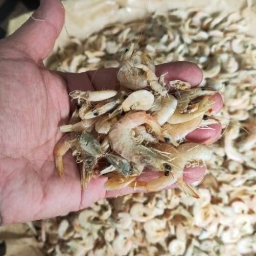 

Udang Manis / Pehe Tanjungbalai