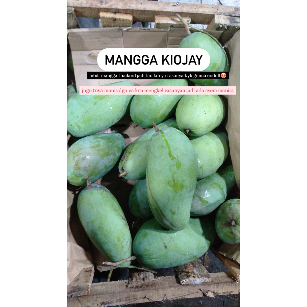 

Mangga kyojai bibit thailand
