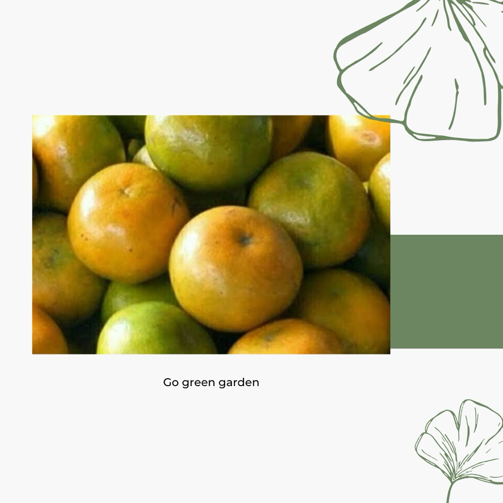 

BIBIT JERUK SIEM MADU BERBUAH