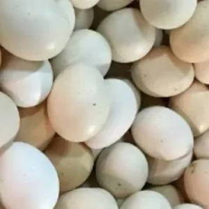 telur ayam kampung putih 10butir 10g