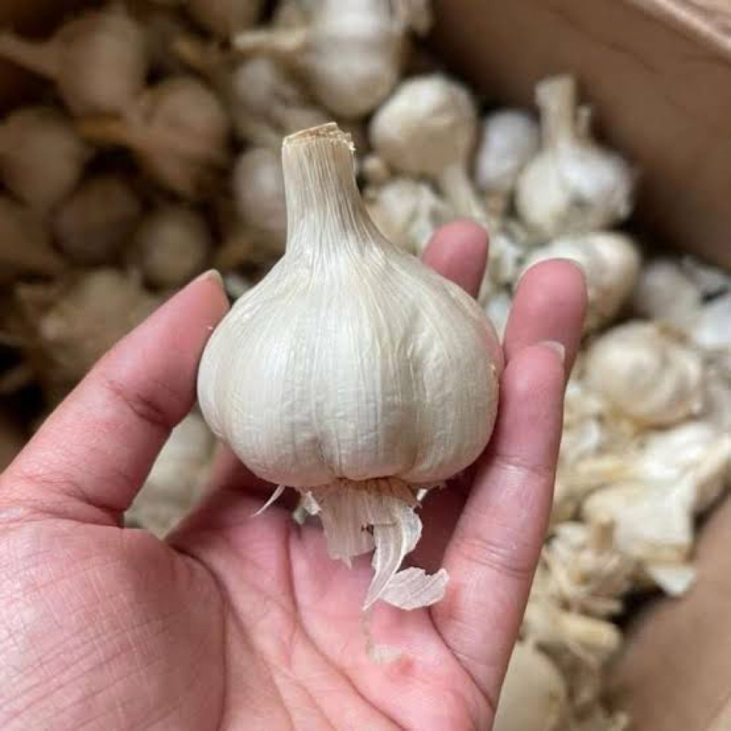 

bawang kating tersedia 1 kg ,500 g,250g