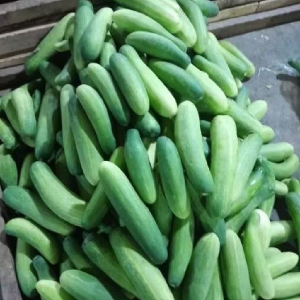 

Timun Lalap 500 gram