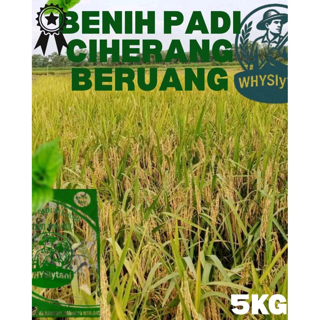 Bibit Padi Ciherang Beruang Unggul 5kg | Cepat Panen | Hasil Melimpah | Cocok Segala Lahan