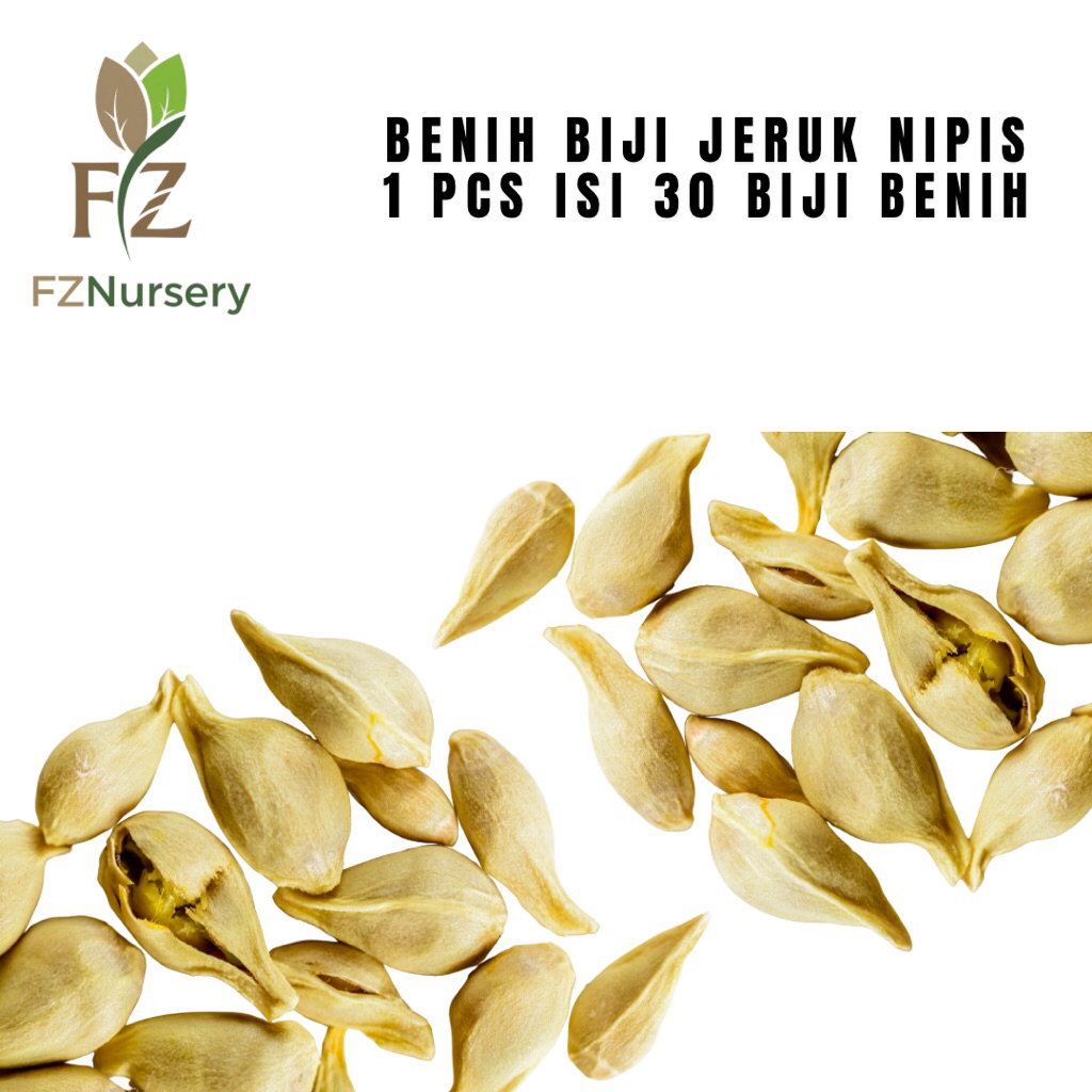 

30 BIJI BENIH JERUK NIPIS