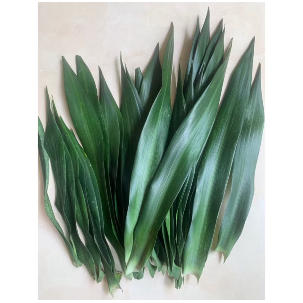 

Daun suji segar / pandan betawi ORGANIK dipetik saat diorder