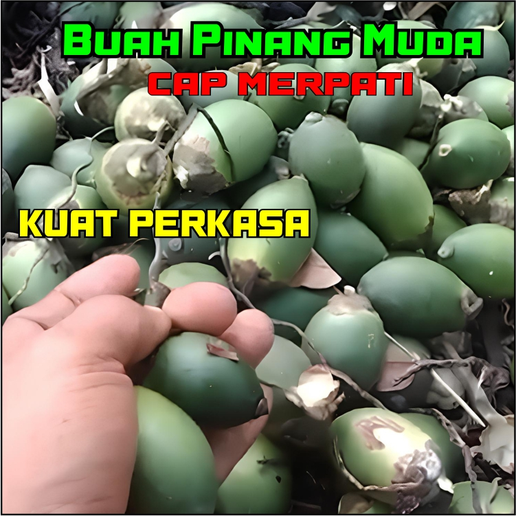 

Buah pinang jambe muda 1 kg buah pinang muda segar