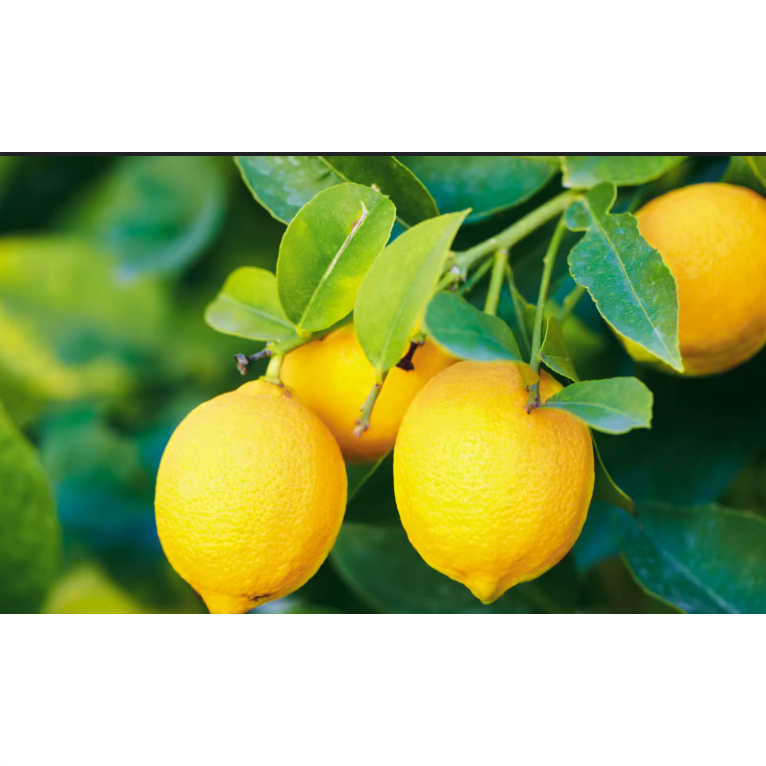 

Buah Jeruk Segar-Valencia/Pusar Jeruk, Lemon/Lemon, Jeruk Mandarin, Jeruk Keprok