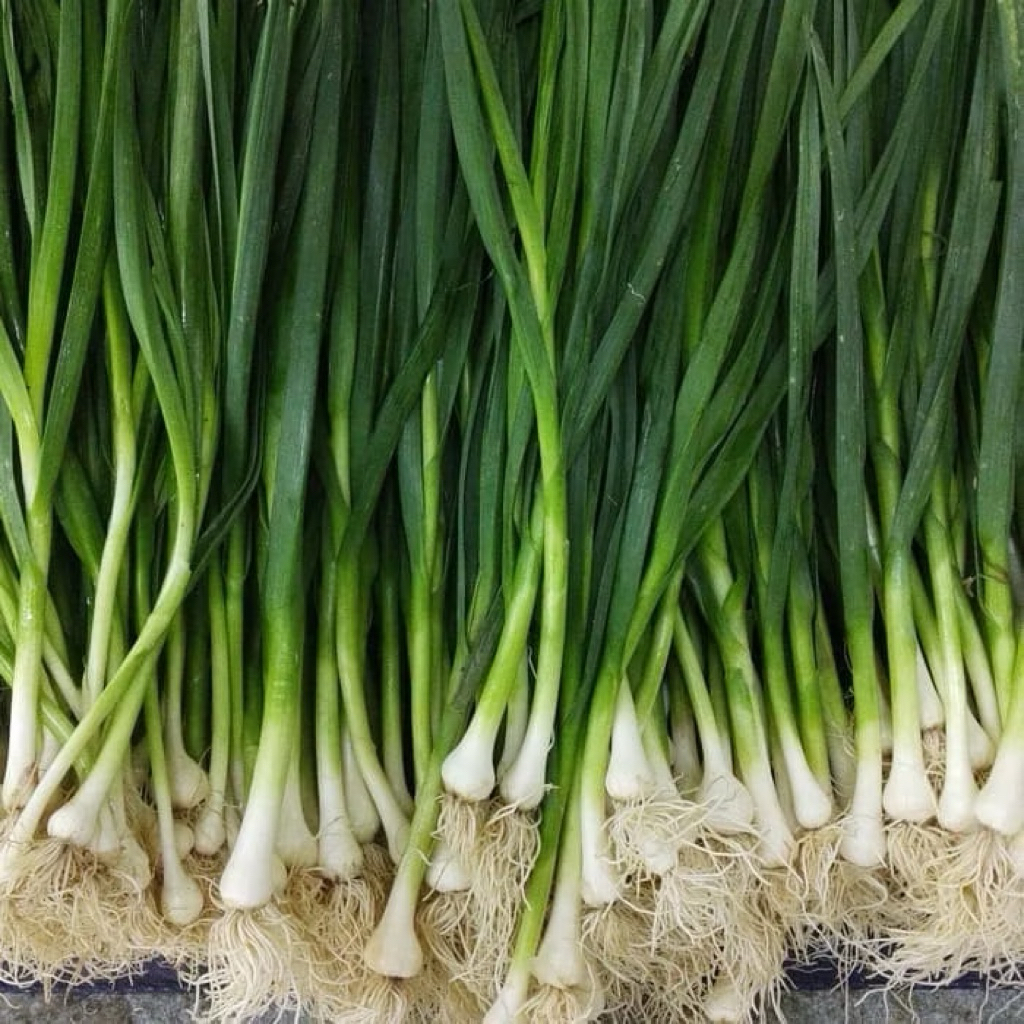 

Daun Bawang Soon Segar / Daun Bawan Fresh / Pack