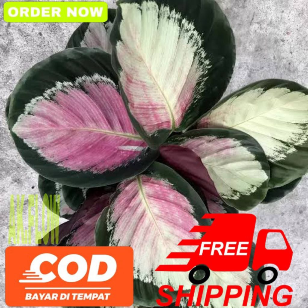Tanaman hias Calathea crimson green rimbun besar termurah