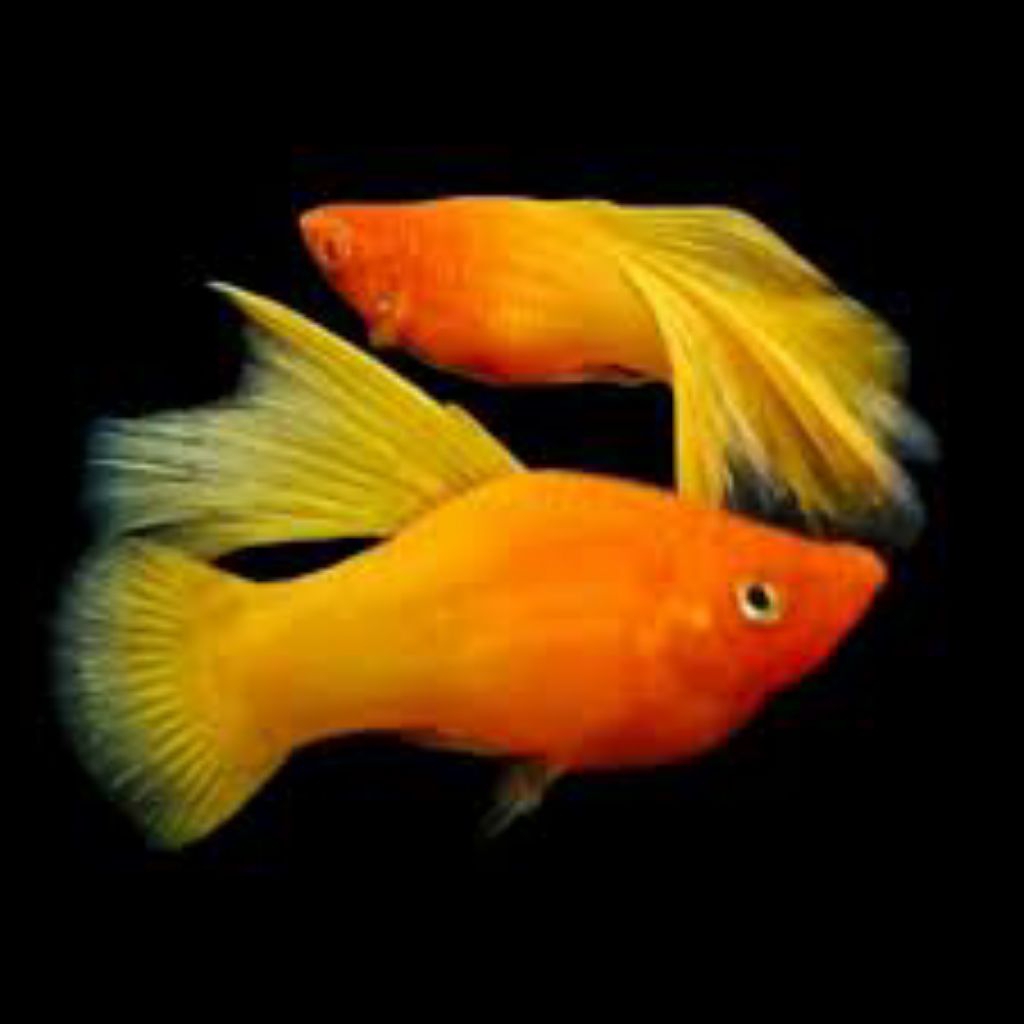 hiasan platy sunrise hifin 10 pcs mix