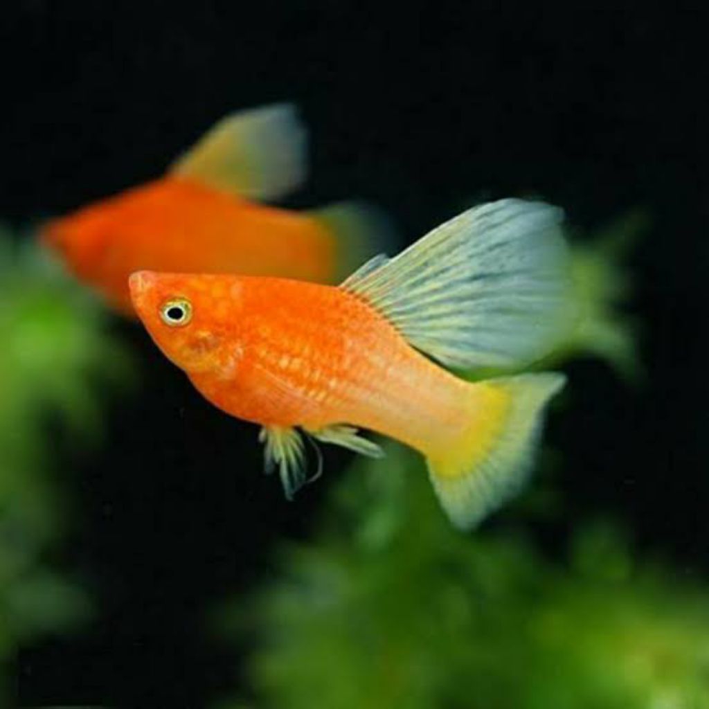 koleksi platy sunrise hifin 15 pcs mix