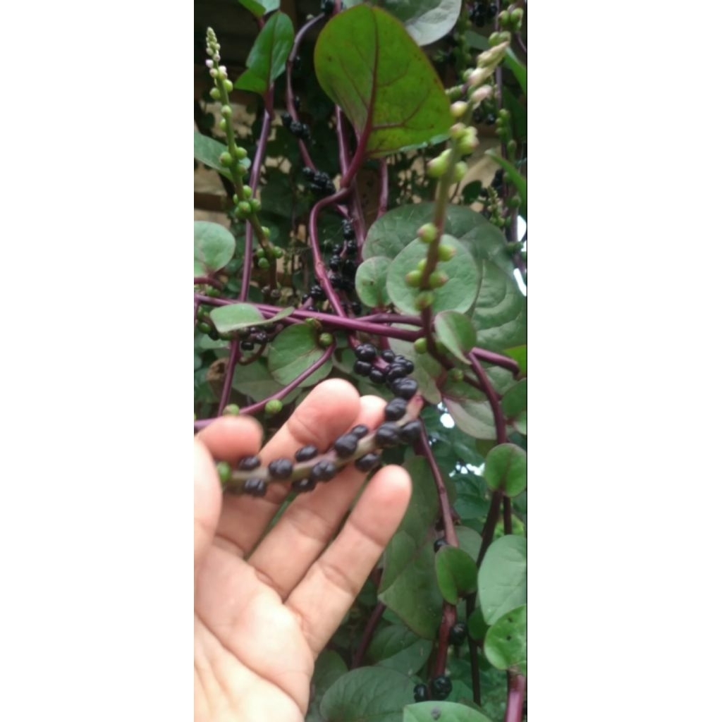 Buah Angkung binahong