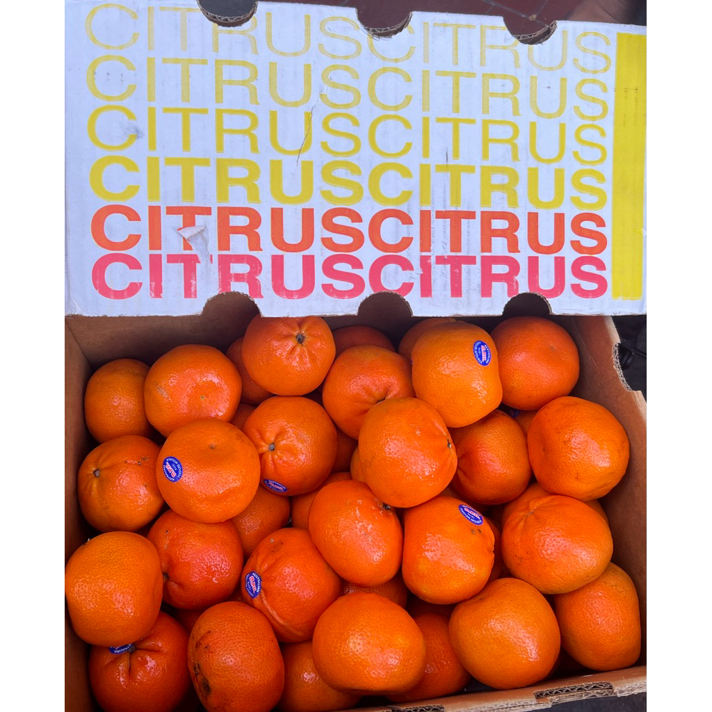 

Jeruk Murcot Citrus manis 1 kg READY STOCK langsung kirim