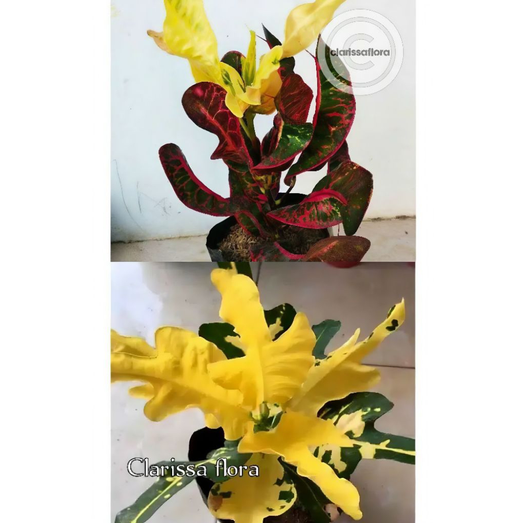 Paket hemat 2 jenis tanaman hias puring - puring kerupuk - puring moon light