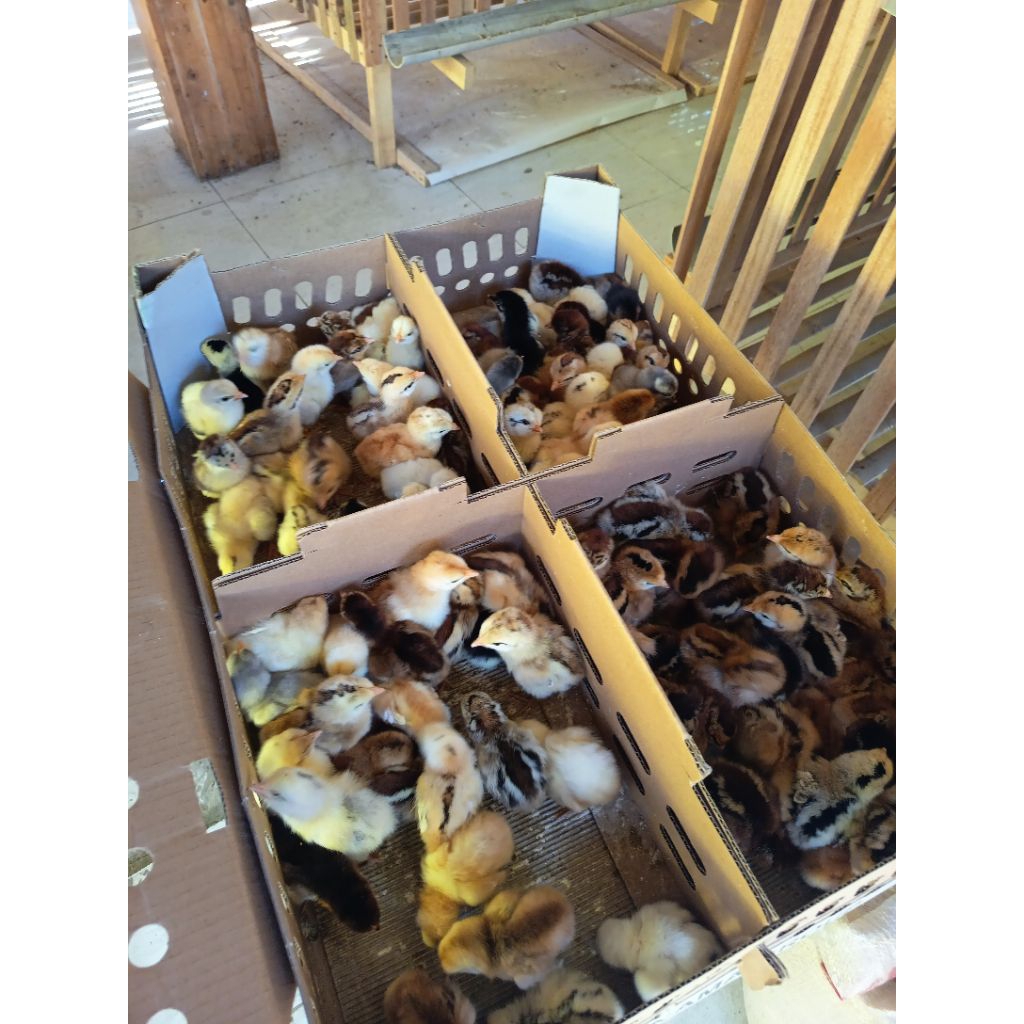 DOC AYAM KAMPUNG UNGGUL KUB2 JANAKA