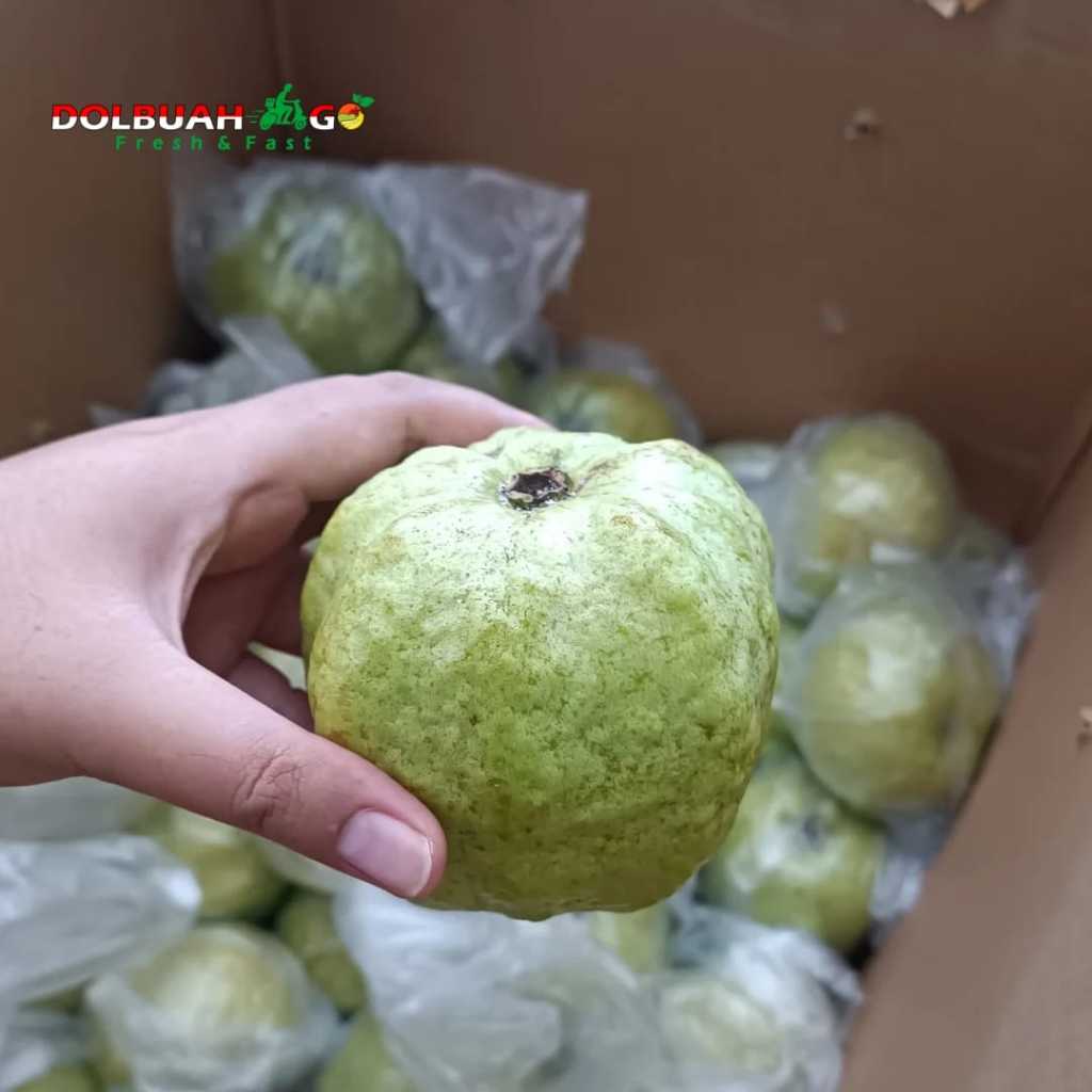 

Jambu Kristal Manis Fresh Berkualitas - DolBuah