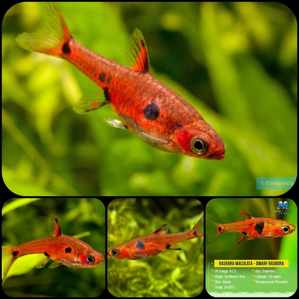 ikan rasbora maculata atau dwarf rasbora untuk aquarium dan aquascape