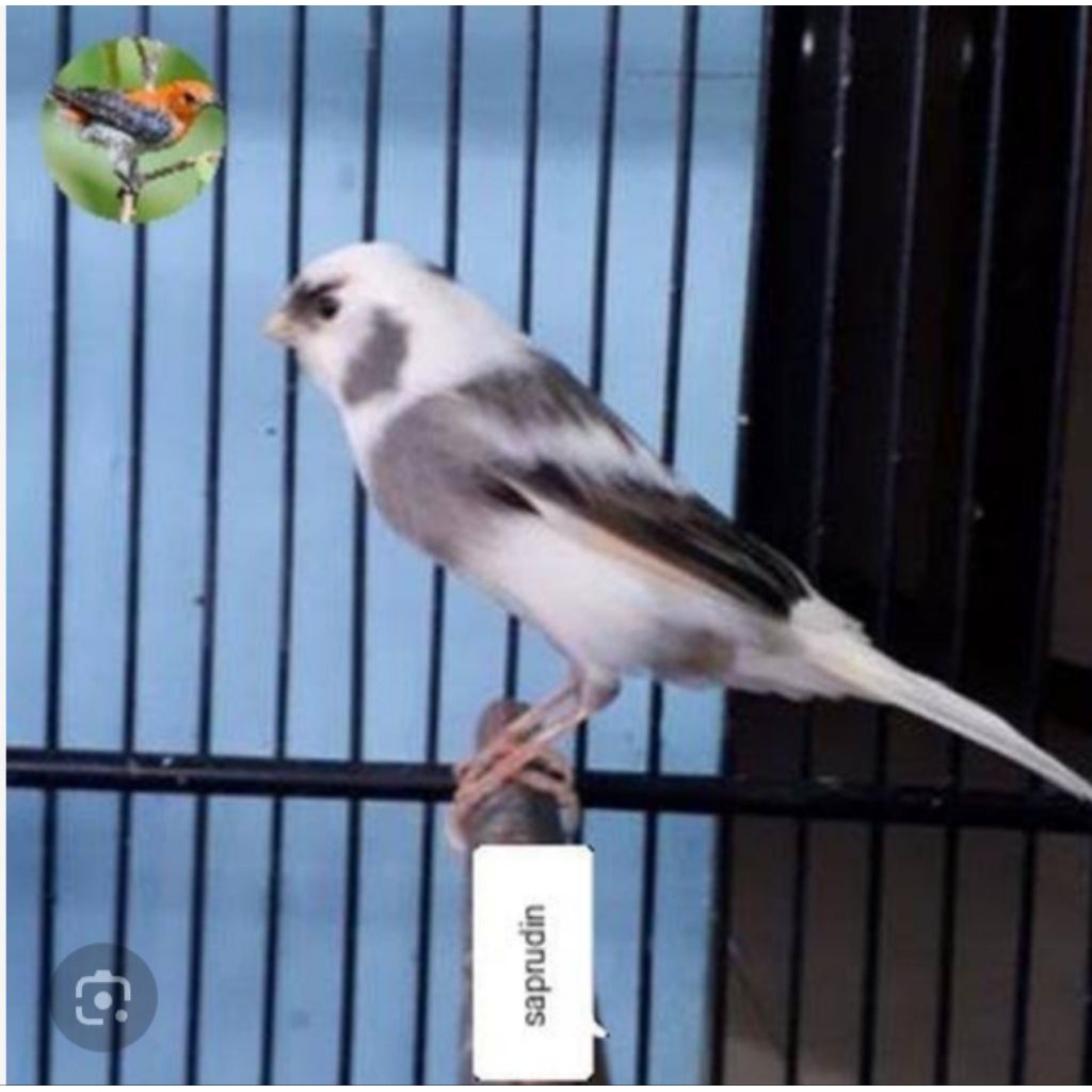 kenari panda gacoran siap bunyi