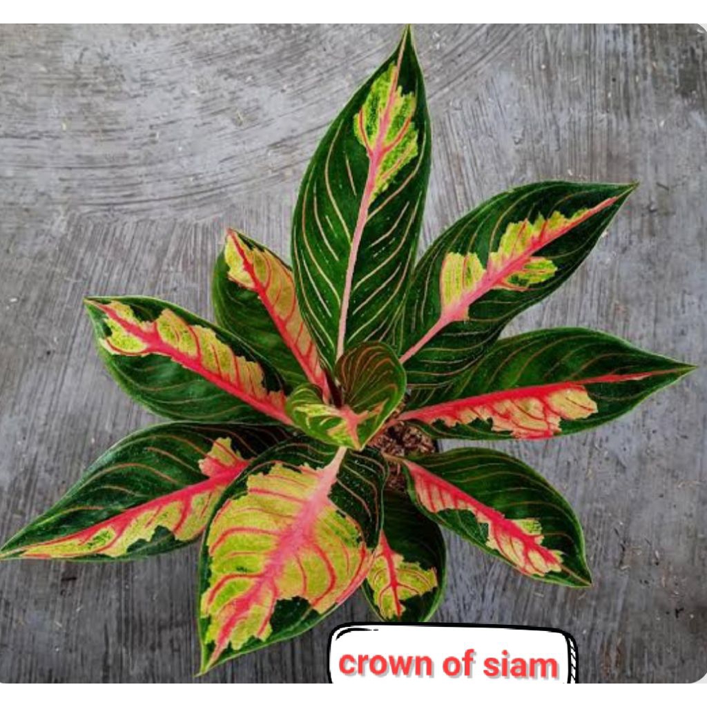 aglonema crown of siam ready anakannya daun 3-4