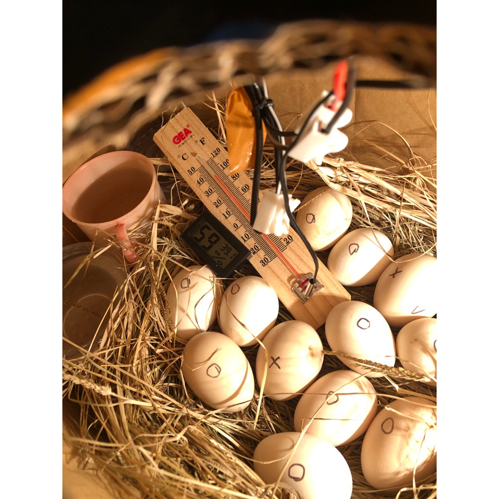 Telur fertil bangkok clasik