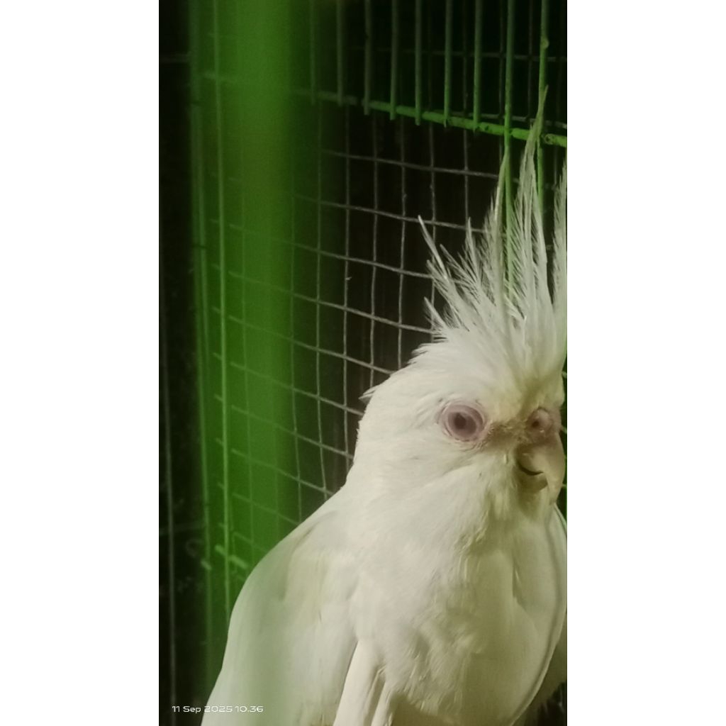 burung falk Australi albino