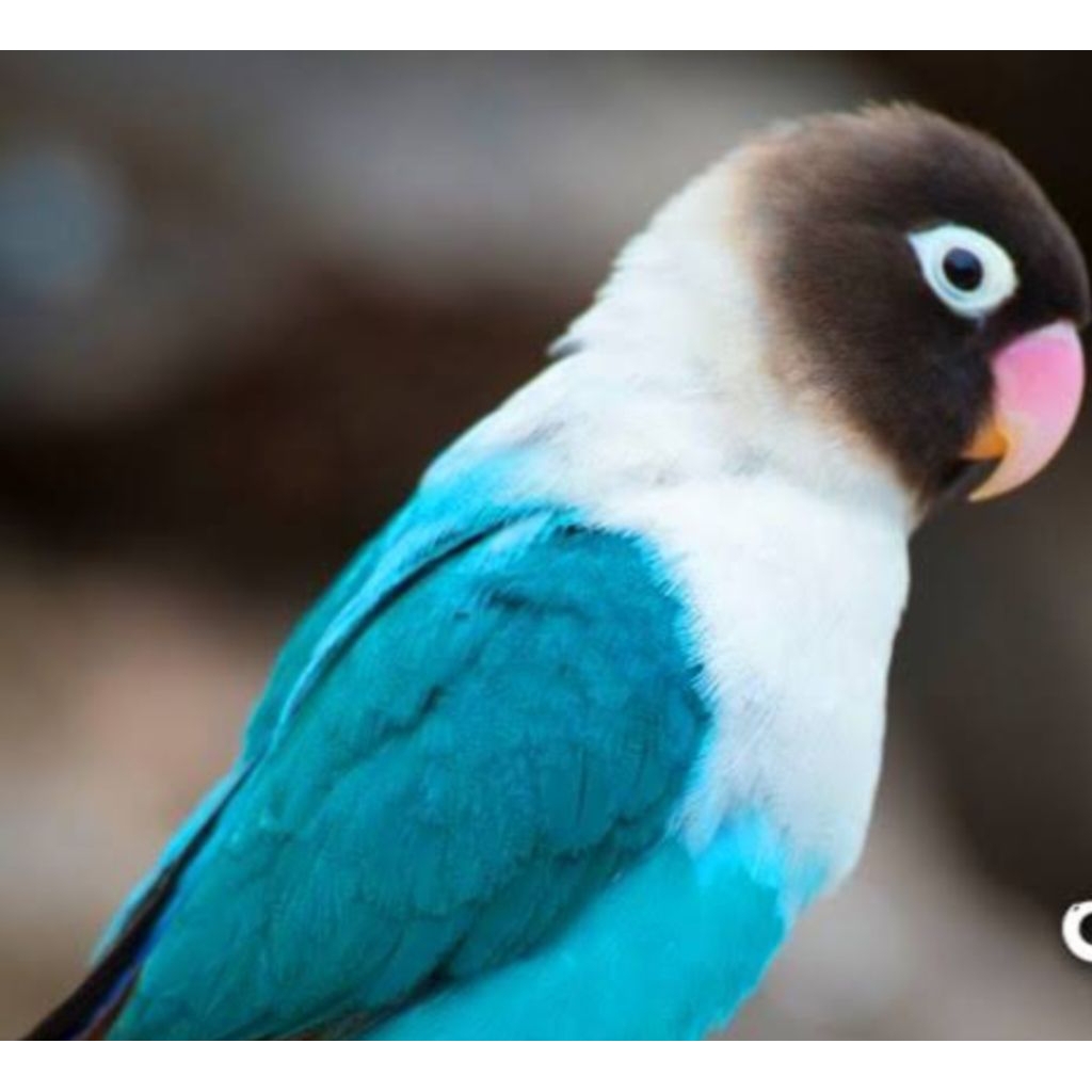 burung Lovebird biru