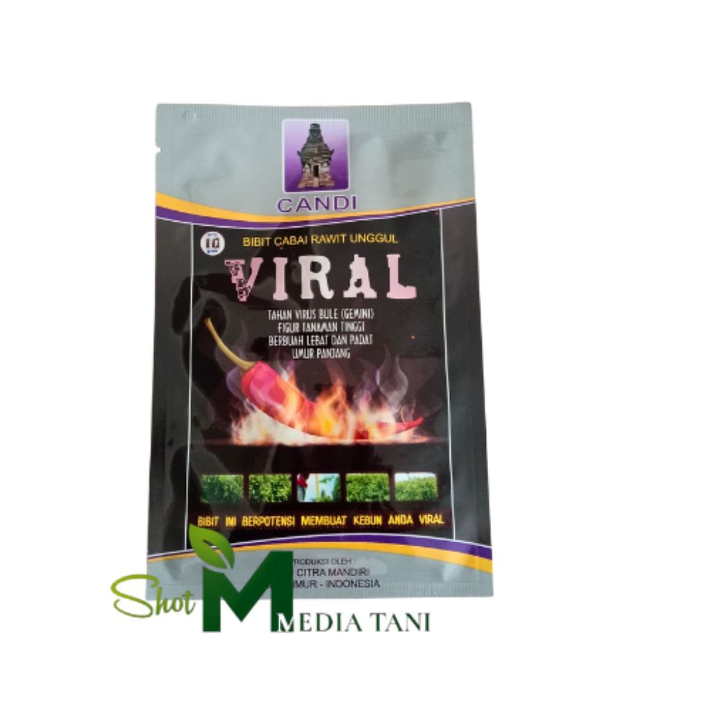 Benih Cabe Rawit Viral Cap Candi Buah Kuning Mengkilap Runcing
