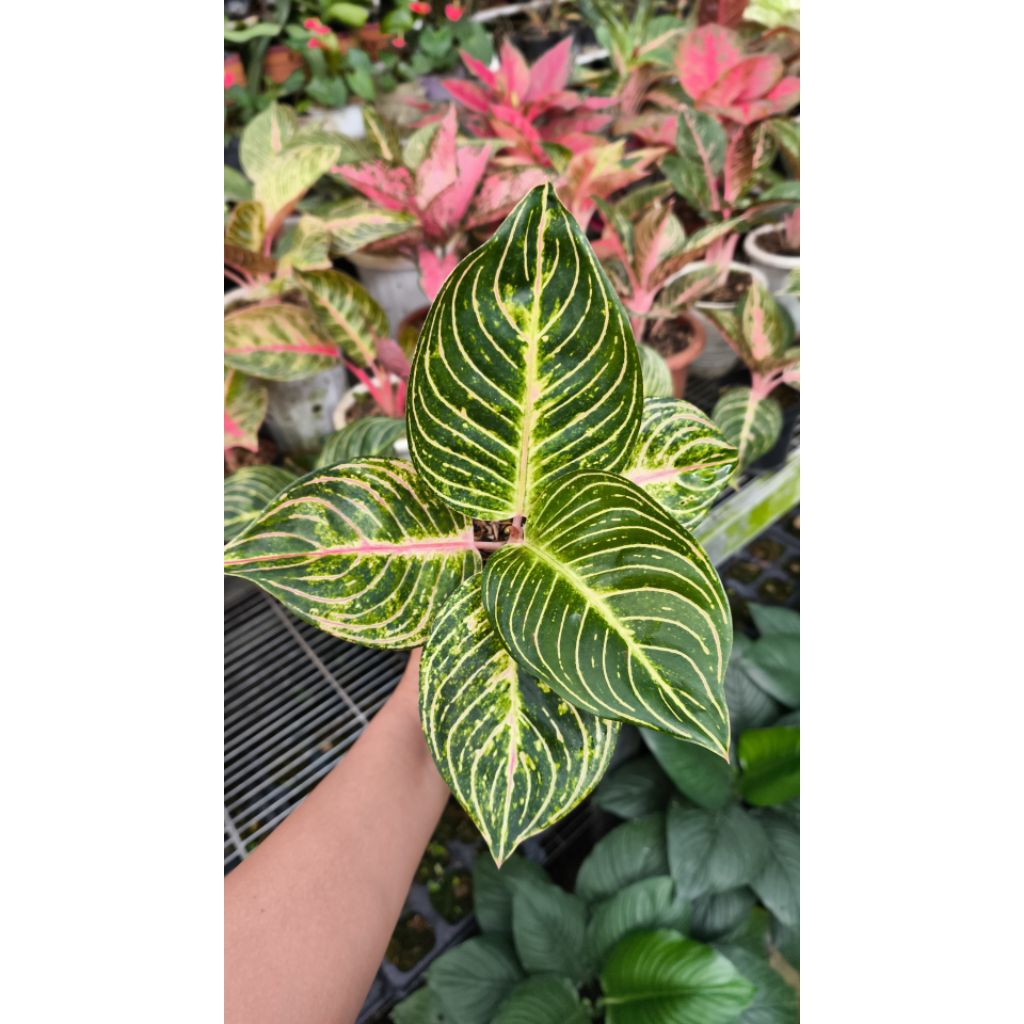 Bunga Aglaonema Esmeralda