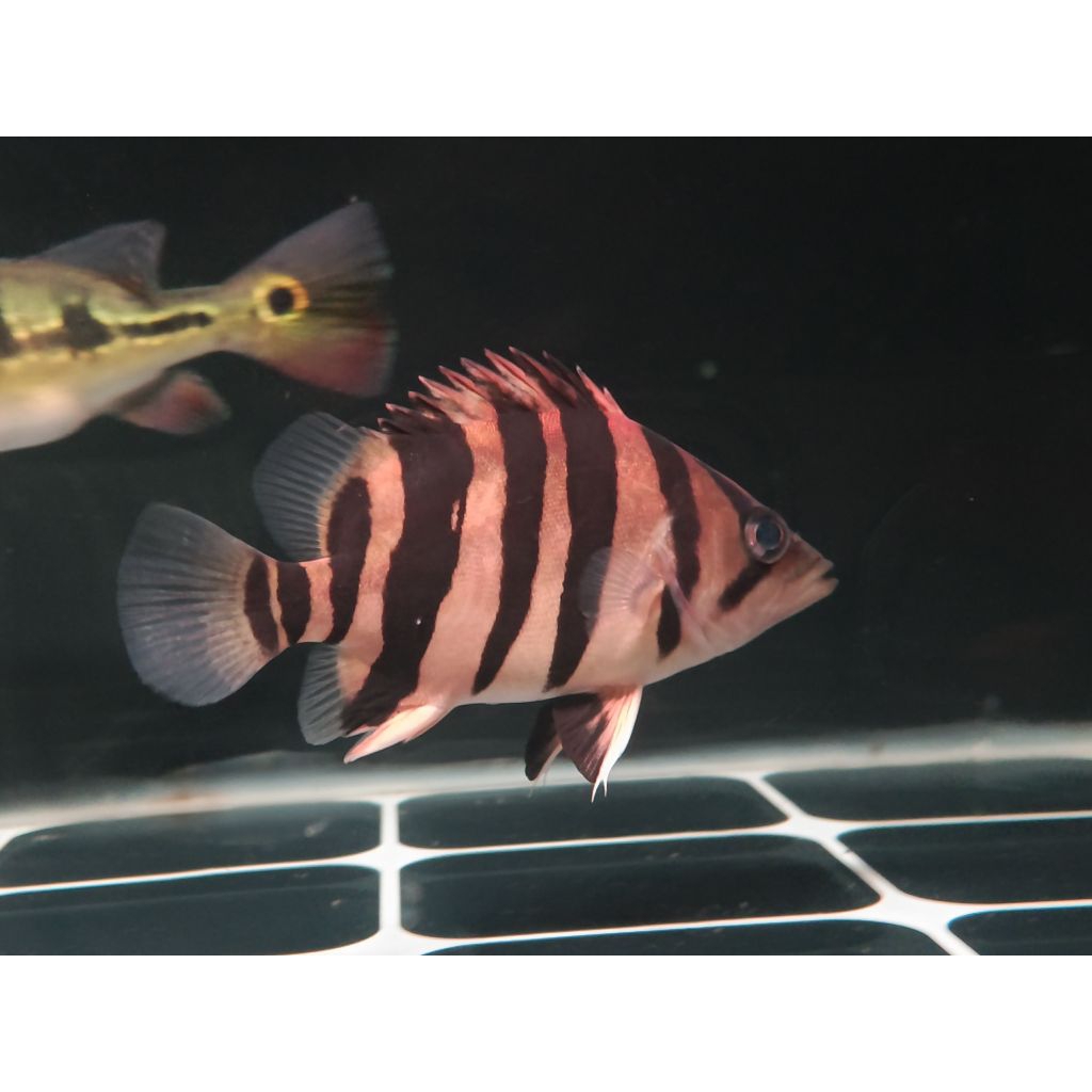 Datz  simetris 14-15cm sticker