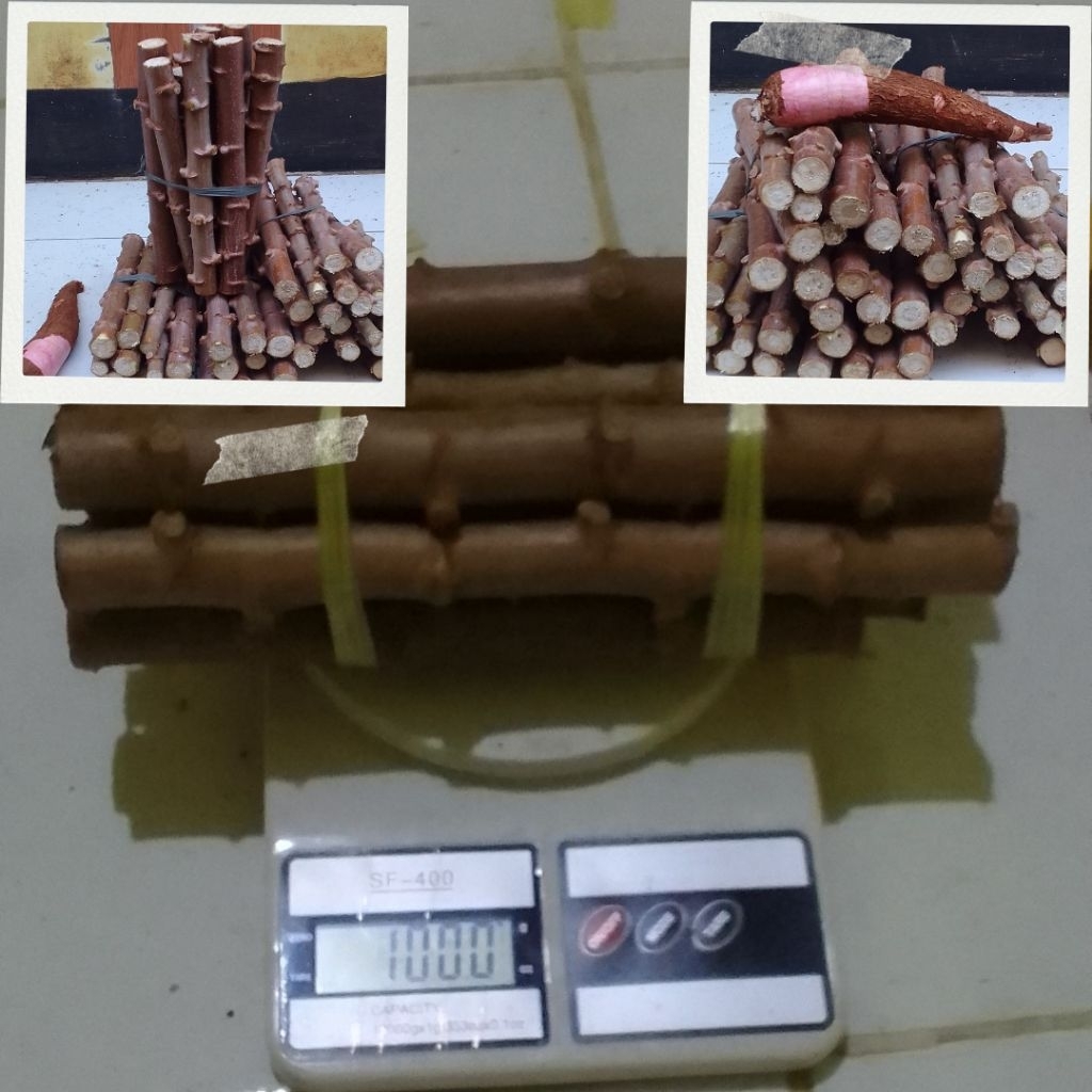 Bibit Batang singkong putih/singkong keju ( 1 Kg/1000.g)