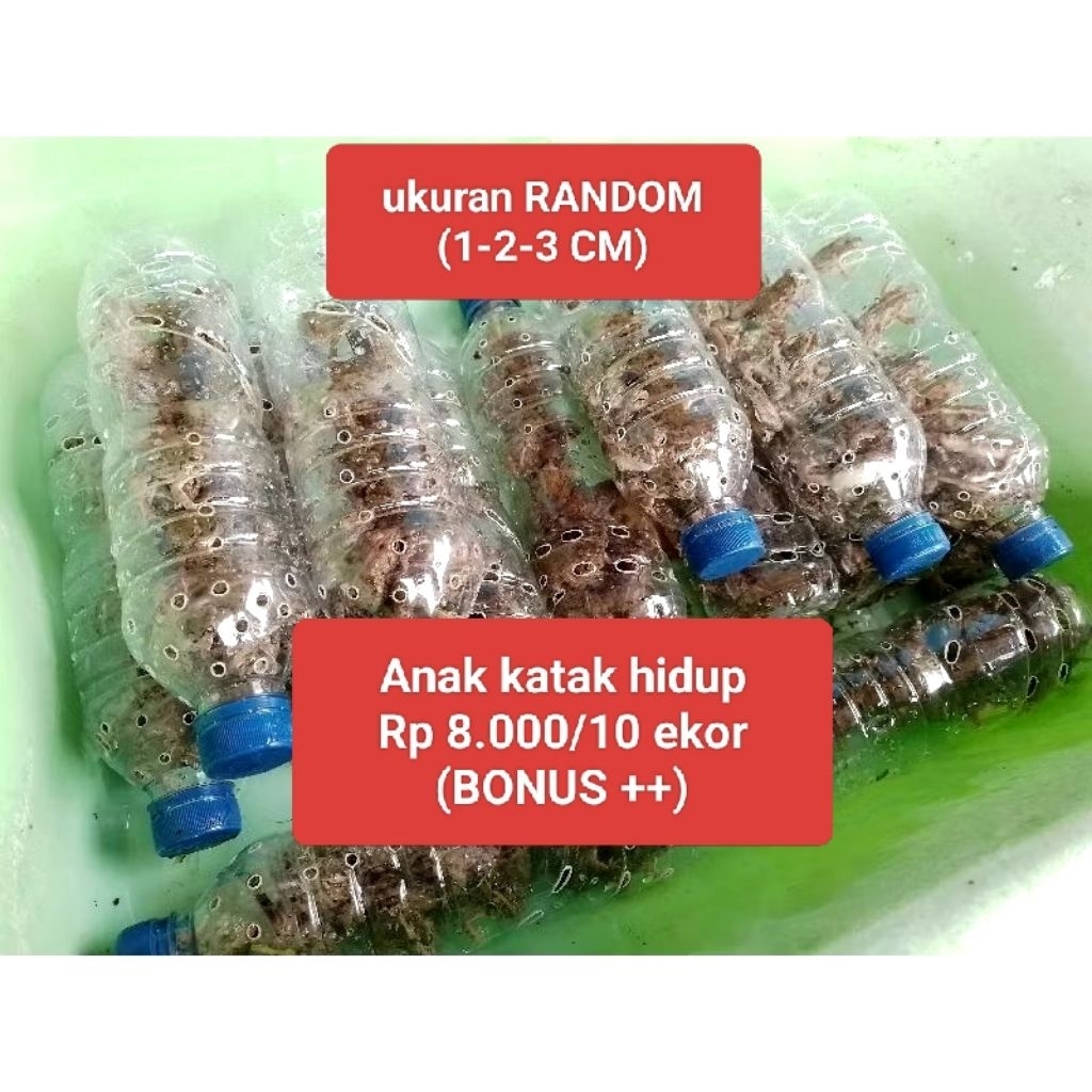 Pakan ikan ARWANA / predator ( Bonus ++ )