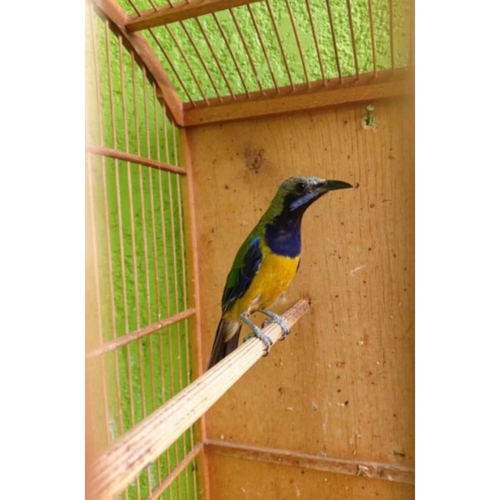 Burung cak cungkok jantan rawatan rajin