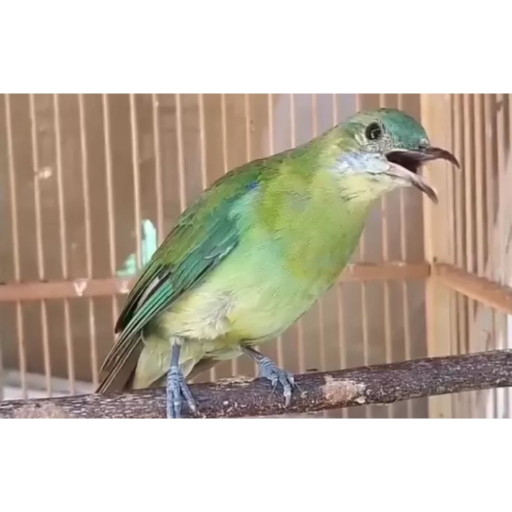 Burung cak cungkok betina rawatan rajin