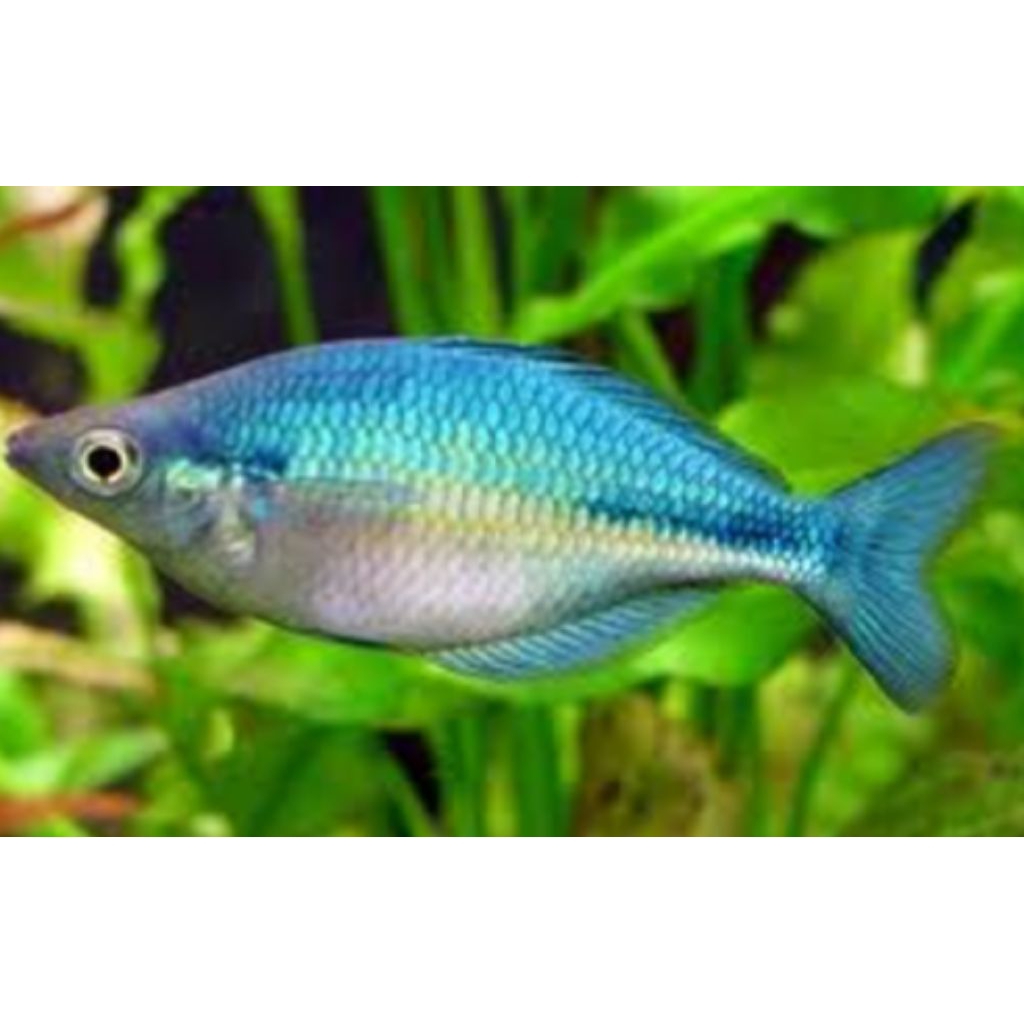 ikan rainbow biru  lacustric top grade jantan