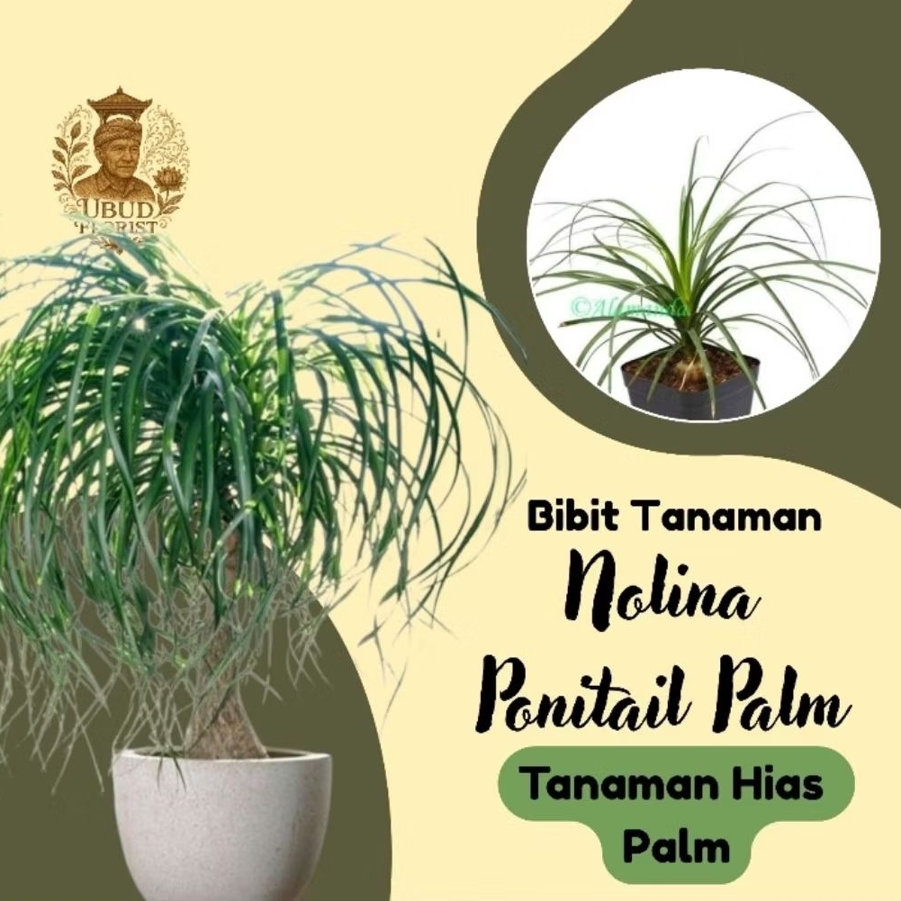 Bibit Tanaman Palm Ponitail - Palem Nolina - Nolina - Tanaman Hias taman rimbun murah - Ubudflorist