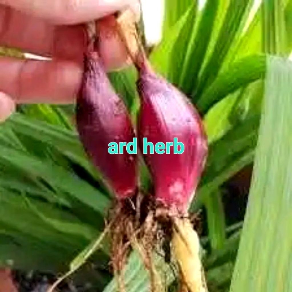 

⭐⭐⭐⭐⭐ bawang dayak segar & bibit 1 kg