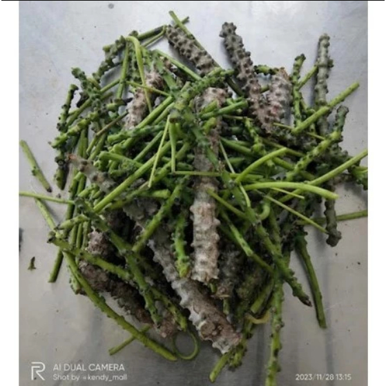 

Ranting pohon Brotowali Segar 250 gram / Batang Ranting Brotowali Basah 100 gram Herbal Alami